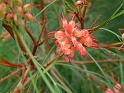 grevillea johnsii maybe